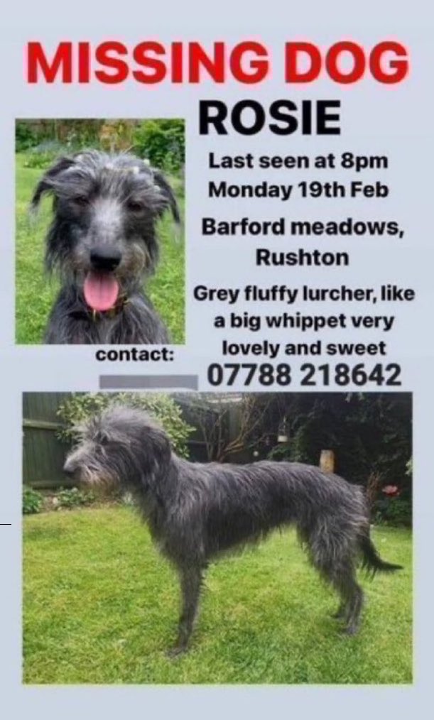 Please RT #stolendoghour 
Have you seen Rosie the lurcher? 
 She’s been  #missing since 19th February 2024 whilst on a walk in Barford Meadows #Rushton #Kettering #NN14 #Northamptonshire 
⬇️⬇️

Please report any sightings to number on poster. #lurcher