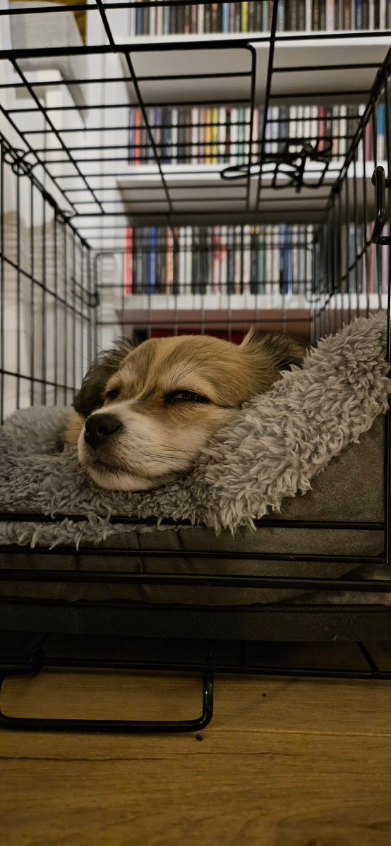 Jasonlamb76's tweet image. That little face 💚 #maple