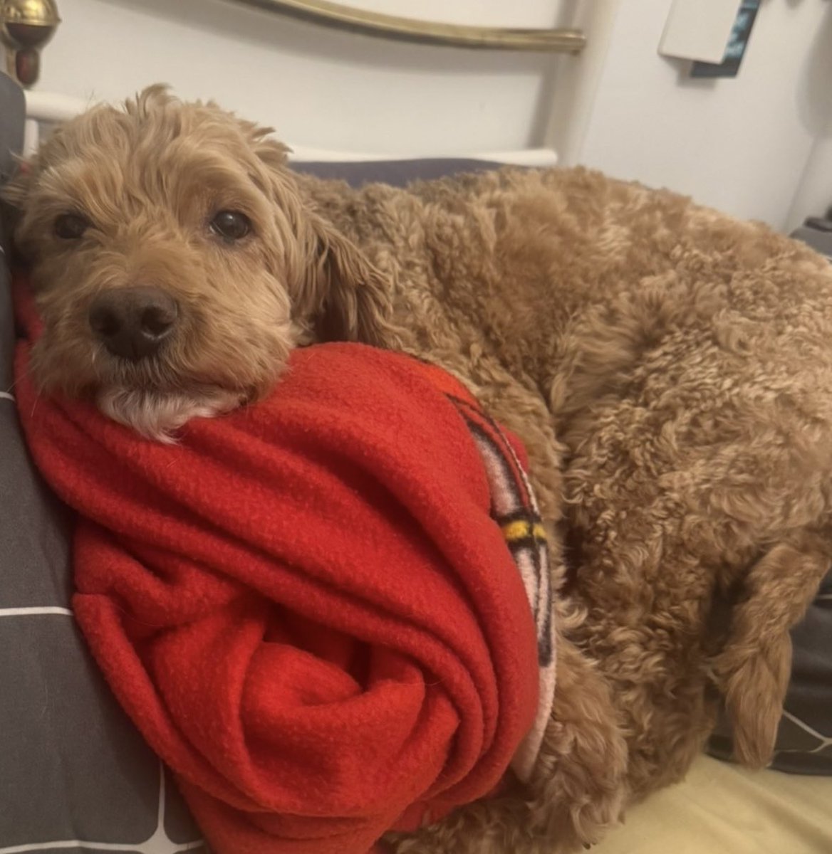 Rosie Doc tweet media