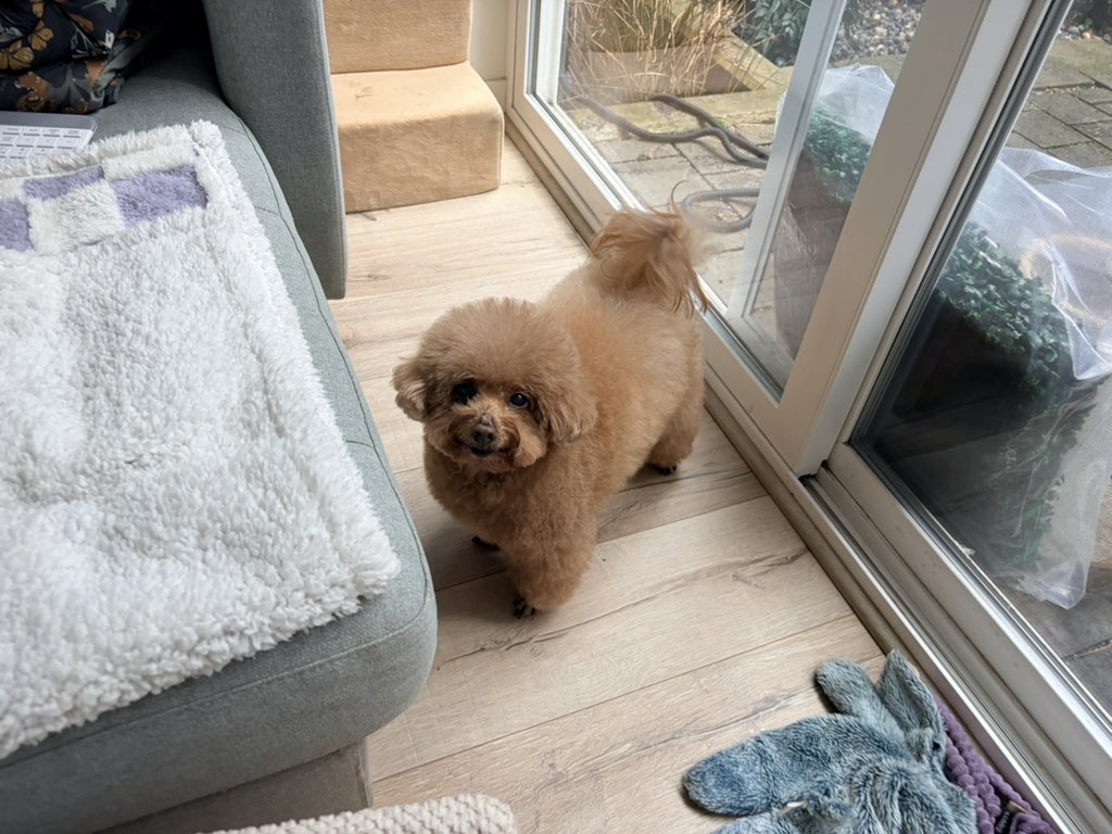 大便小多利꒰ᐡ. .̫ .ᐡ꒱ tweet media