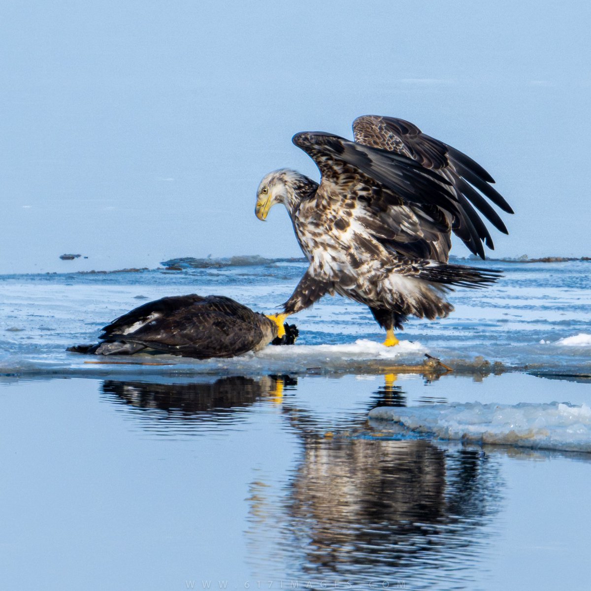 617 Images | Boston & New England Photos tweet media