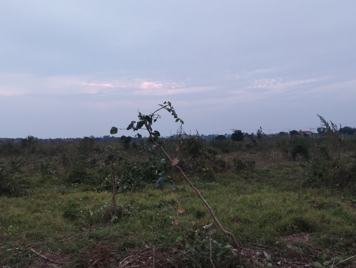 AcreUnity's tweet image. 150 Acres of Fertile Farmland Available At Kisanija Village, Okeho , Kajola LG.

Price: 350k per Acre 
Land Size: 150 acres
Land Type: Farmland 
Land Status: For sale

Documents: Registered survey, purchase receipt 

45mins from Iseyin town to the farmland location