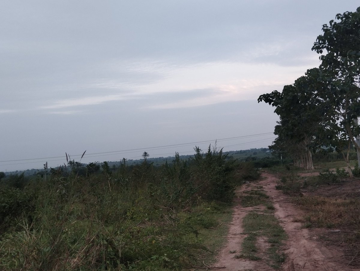 AcreUnity's tweet image. 150 Acres of Fertile Farmland Available At Kisanija Village, Okeho , Kajola LG.

Price: 350k per Acre 
Land Size: 150 acres
Land Type: Farmland 
Land Status: For sale

Documents: Registered survey, purchase receipt 

45mins from Iseyin town to the farmland location