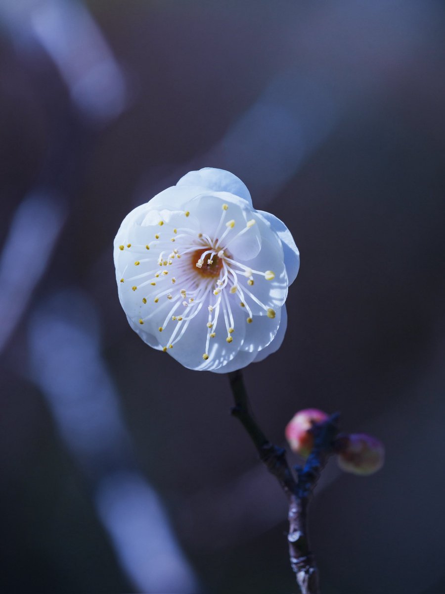 長寿

梅が咲いていました。チョウジュという品種です。バラ科。原種に近い野梅系で、八重咲きで雄蕊が長いのが特徴です。早咲きで1月頃から咲き始めます。
花言葉は、美と長寿。