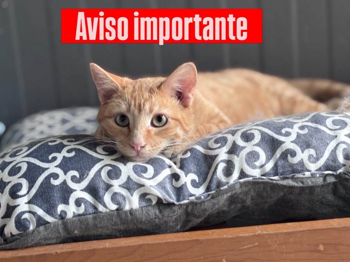 Red Pro Gato Guadalajara tweet media