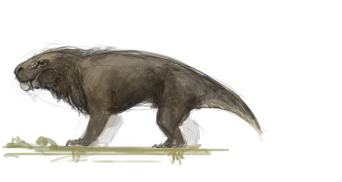 Choodlebug tweet media