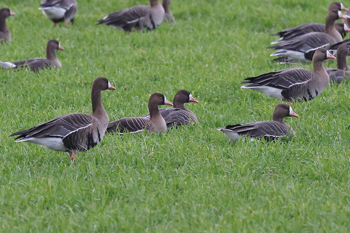 Alan S.Jack tweet media