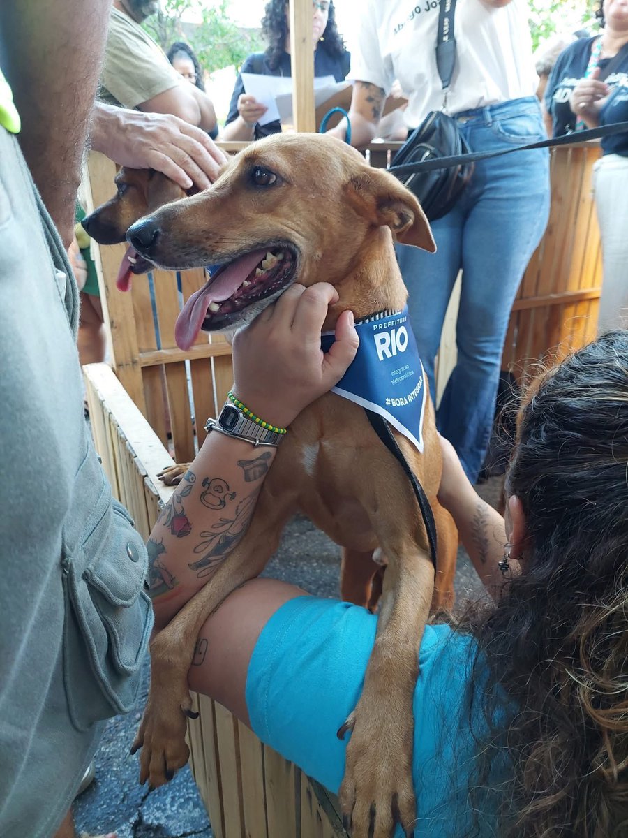 abrigojoaorosa's tweet image. Ninguém procurou o Rider.
E isso parte o coração. 💔

São 2.325 dias esperando por um lar, por um colo, por alguém que o escolha.
Ele é carinhoso, dócil e só quer amar.

Você pode ser a virada dessa história.
Dê uma chance ao Rider. ❤️