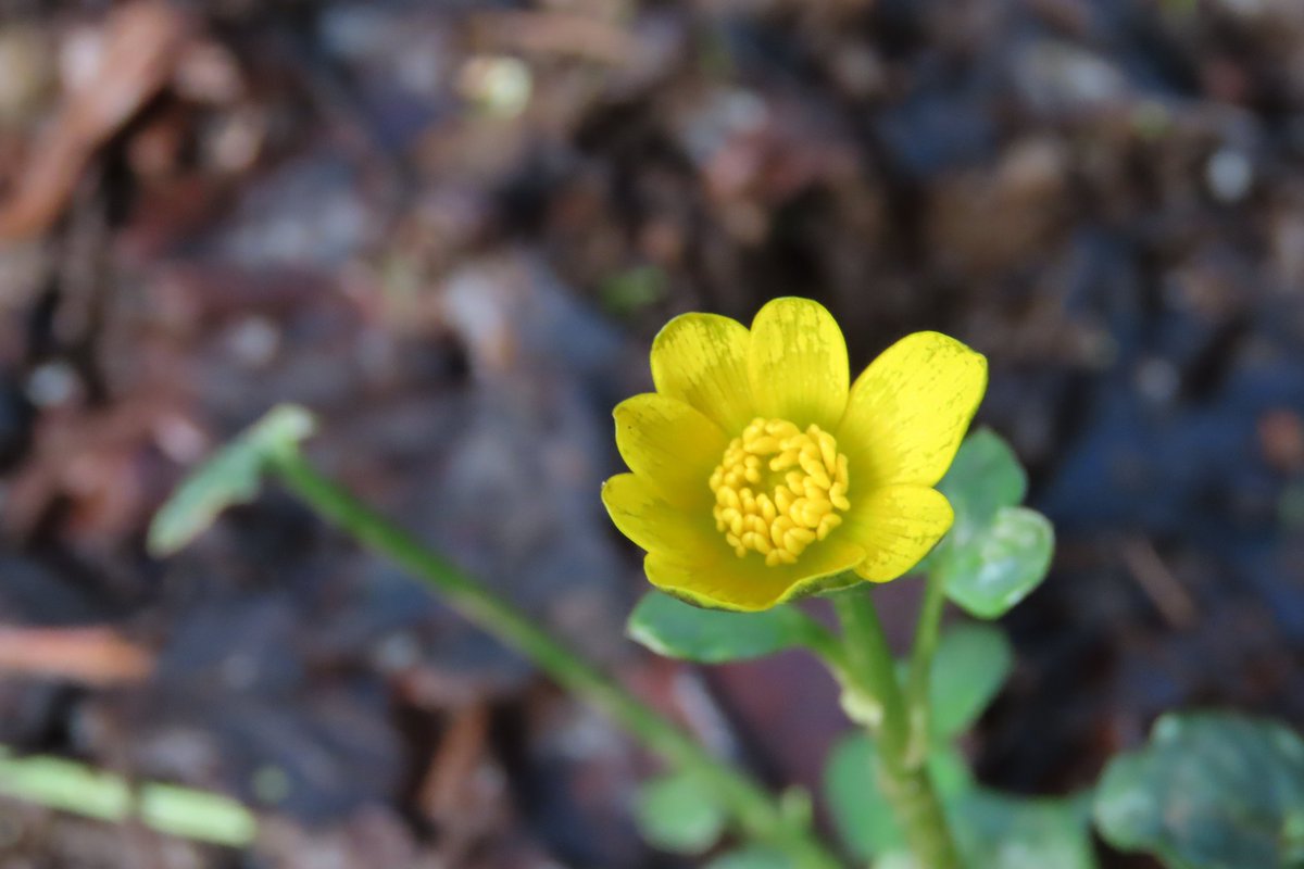 Donna Rainey tweet media