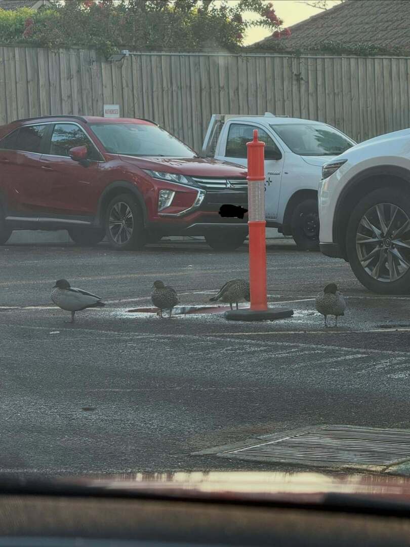 tenty's tweet photo. Some wood ducks hanging out this morning in the car park. Excuse the dirty windscreen 😅 #iphone16promax #nofilter https://t.co/w7nJ53JpWr https://t.co/rgzGJyd9gp