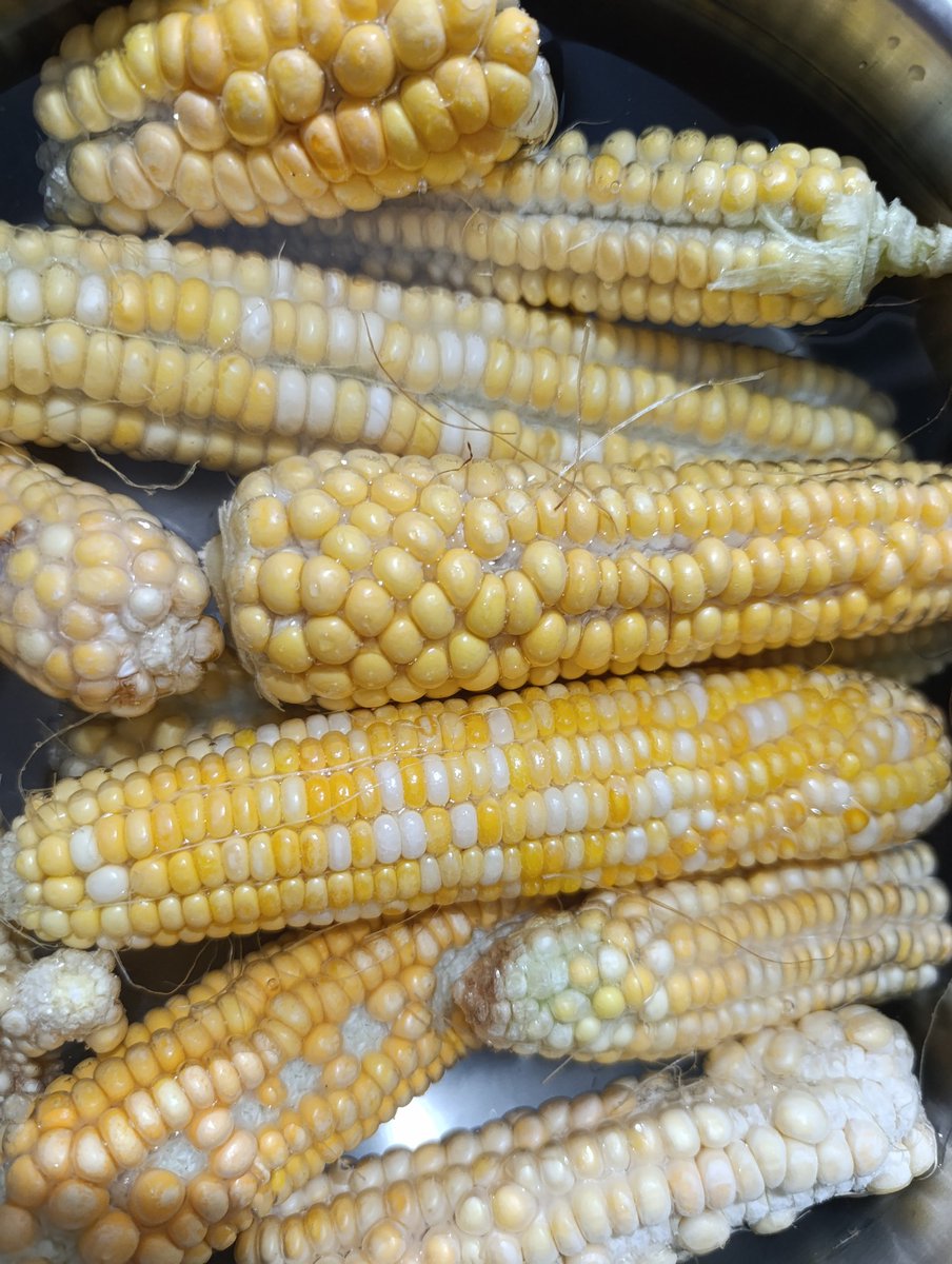 Banu Çolak tweet media