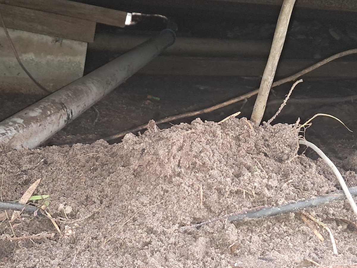 Tyler Free | AI Sculpter tweet media