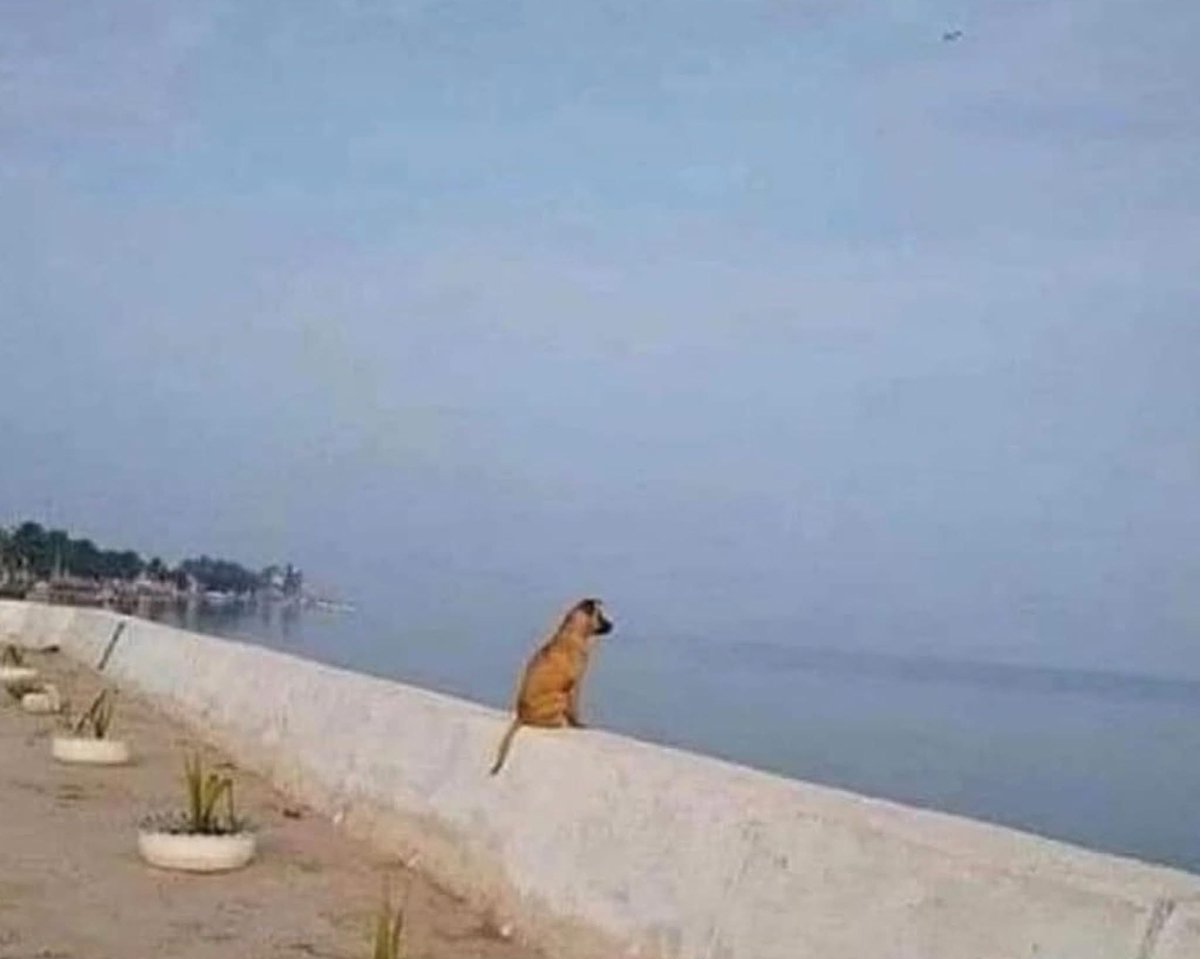 My dog after eating my philosophy book 😂