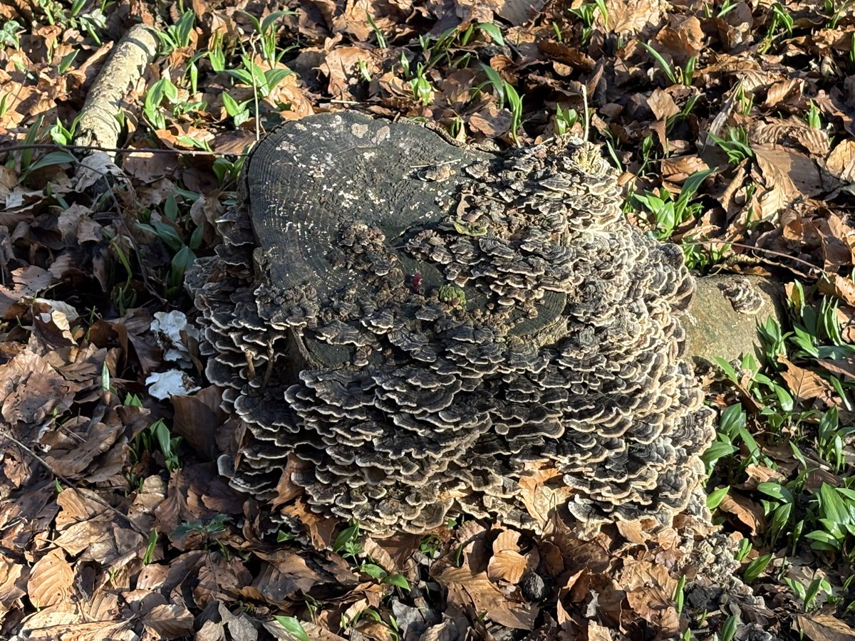Knight584225711's tweet photo. #Treestump https://t.co/8dsJSx3n2I