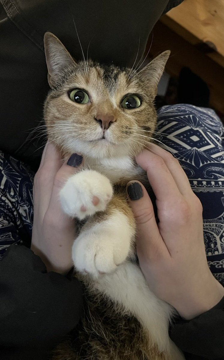 Molly World tweet media