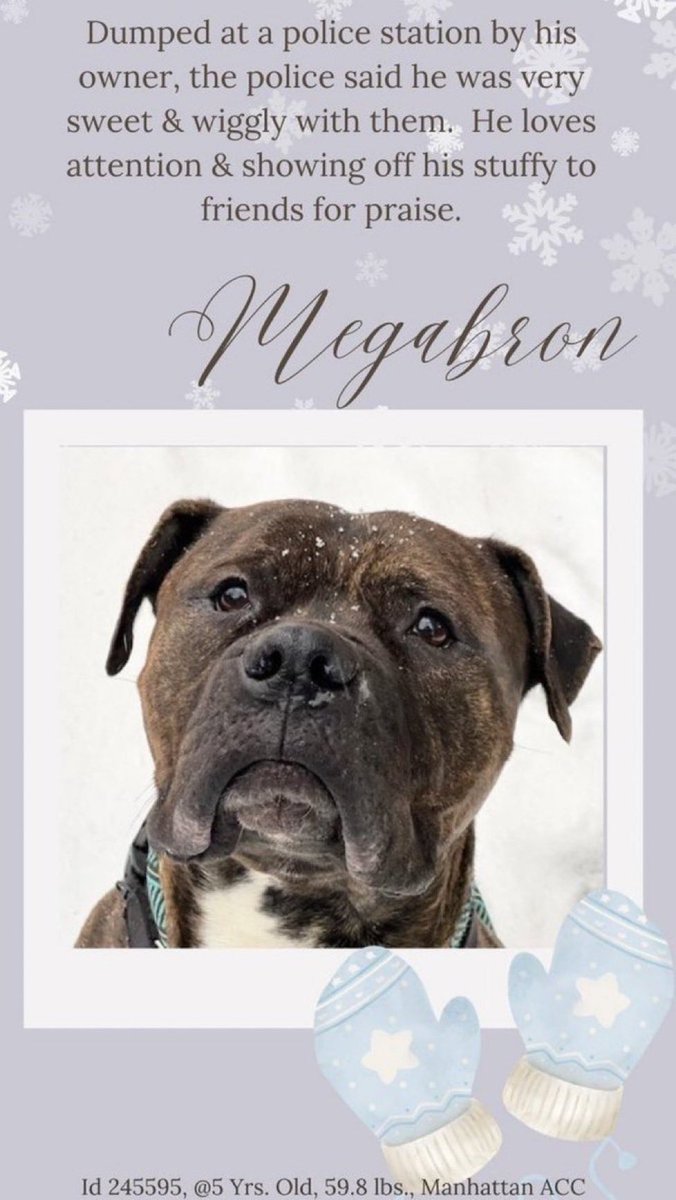 MoishesMom's tweet photo. 💔NYCACC 💉Killed Megabron today…a Beautiful 5️⃣yr old Brindle boy dumped w/the👮👮♂️ by a 🗑️ human👿 One can only 🙏🏻for swift Karma. Take a moment & look at him, look at this gentle, intelligent boy who’s ✨ was stolen far too soon😭 Run free 🌌🌈Remember us better than we are🌈 https://t.co/fiJjEeBVgc