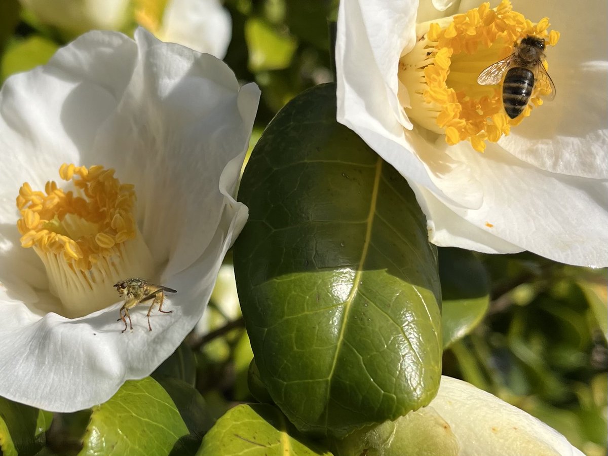 Exmoormare tweet media