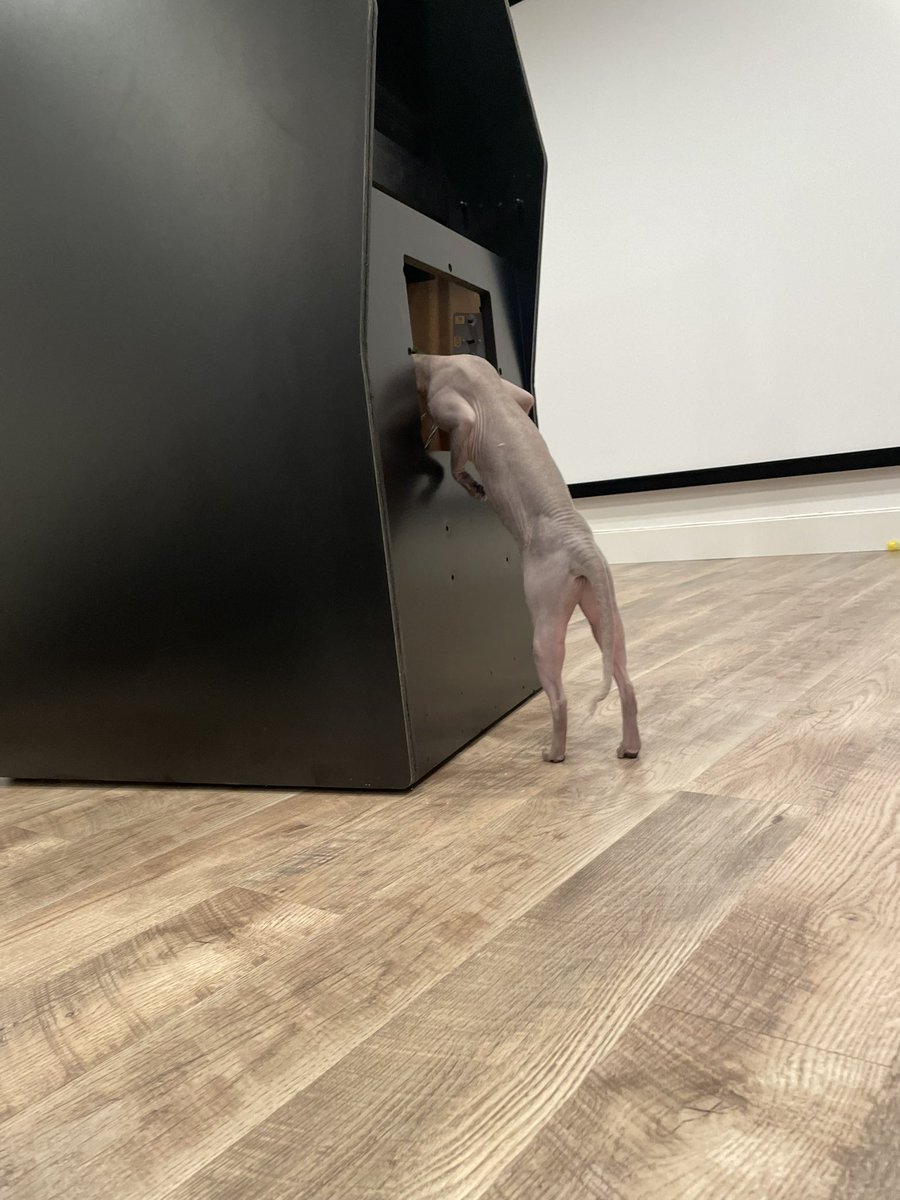 Patrick Collins @5754 🎹₿ 🕹️👾 tweet media