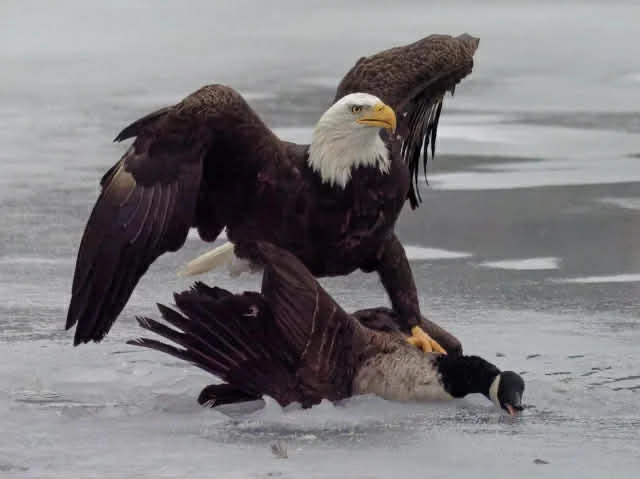 OfficialJ_Lee's tweet photo. USA HOCKEY BABEYYYYYY! 🇺🇸 https://t.co/5nzlIkqPc0