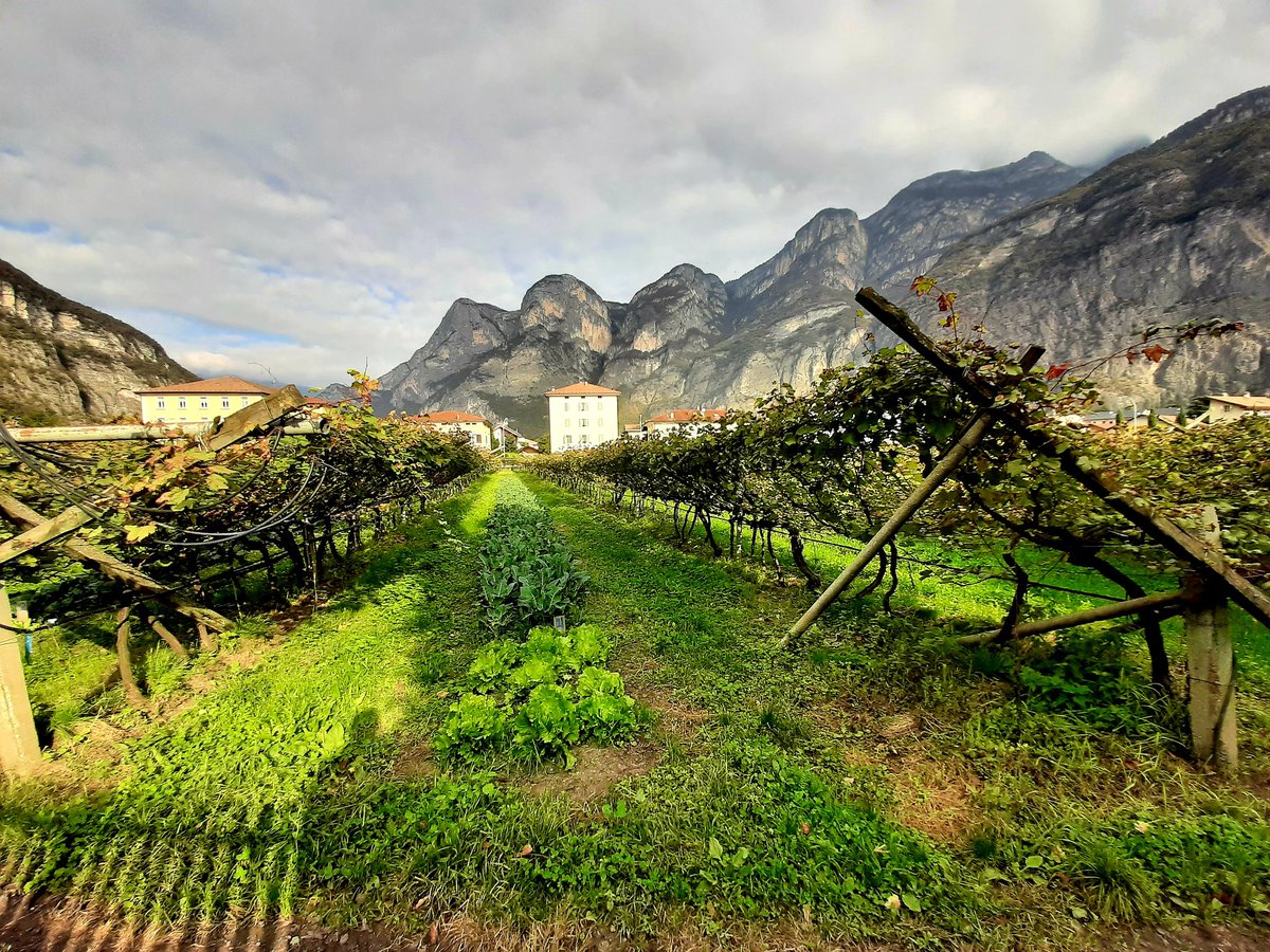 Michael Collins tweet media