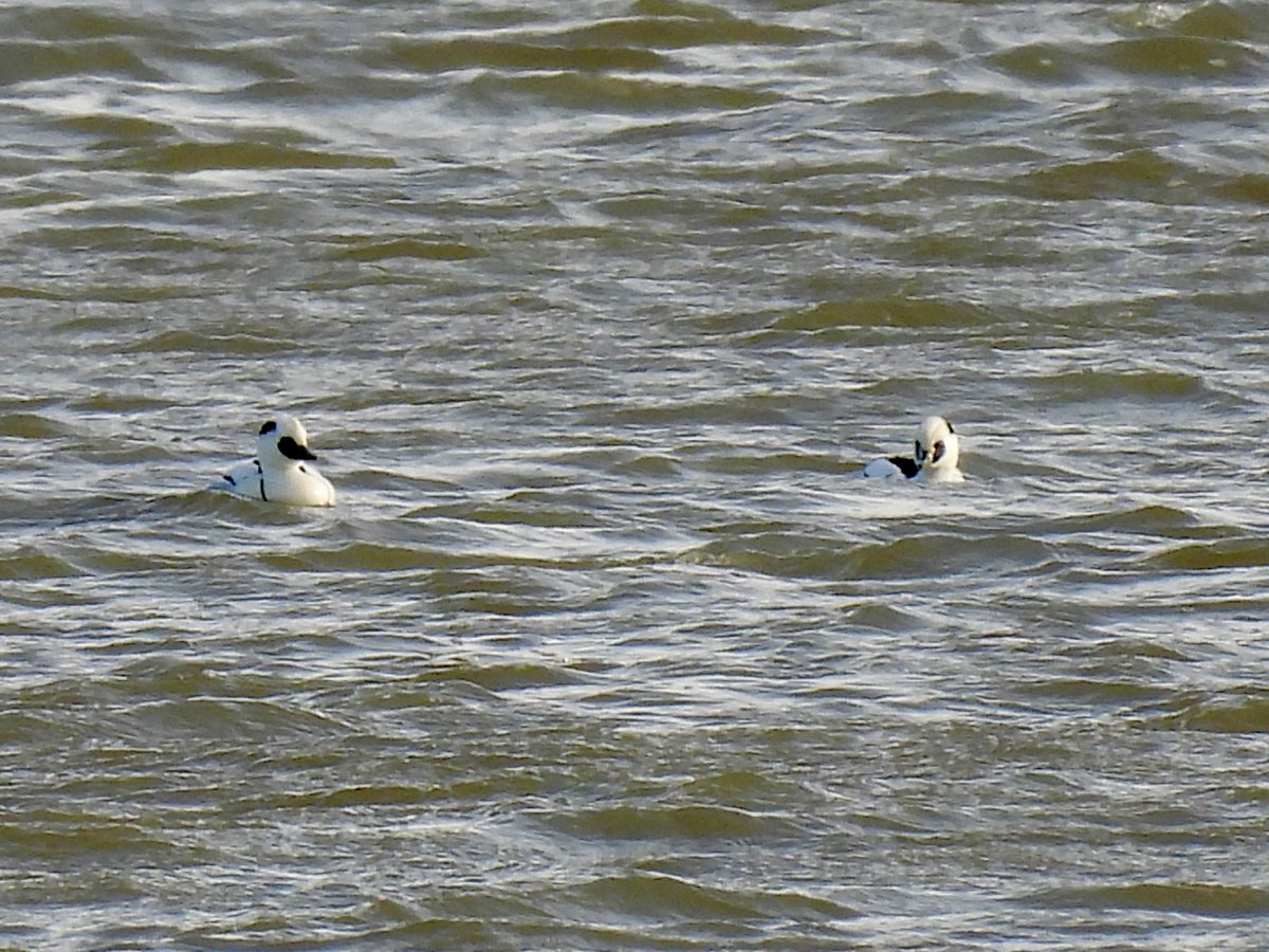 Sean Moore tweet media