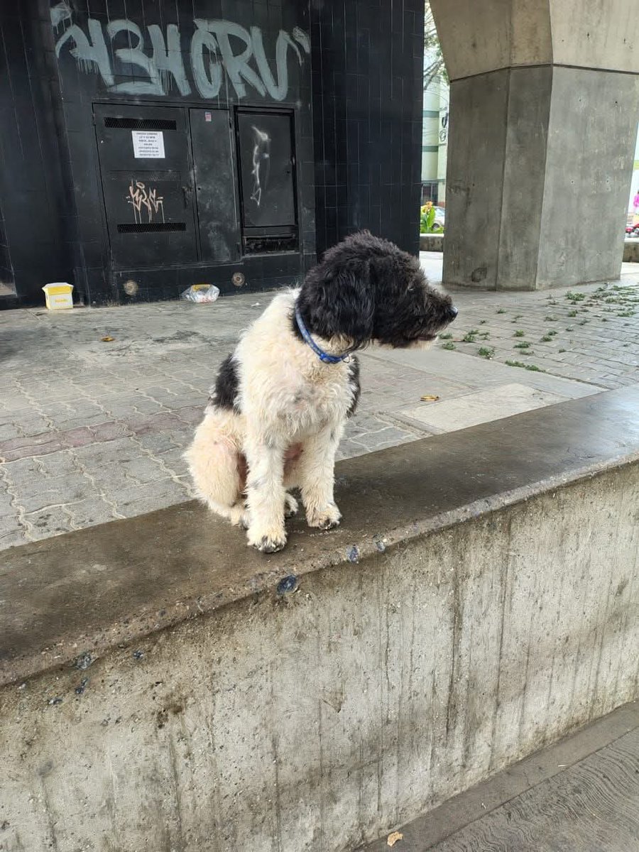 Reportan a este perrito que está perdido está en la estación Caricuao, está asustado. Por favor si alguien lo reconoce. Caracas