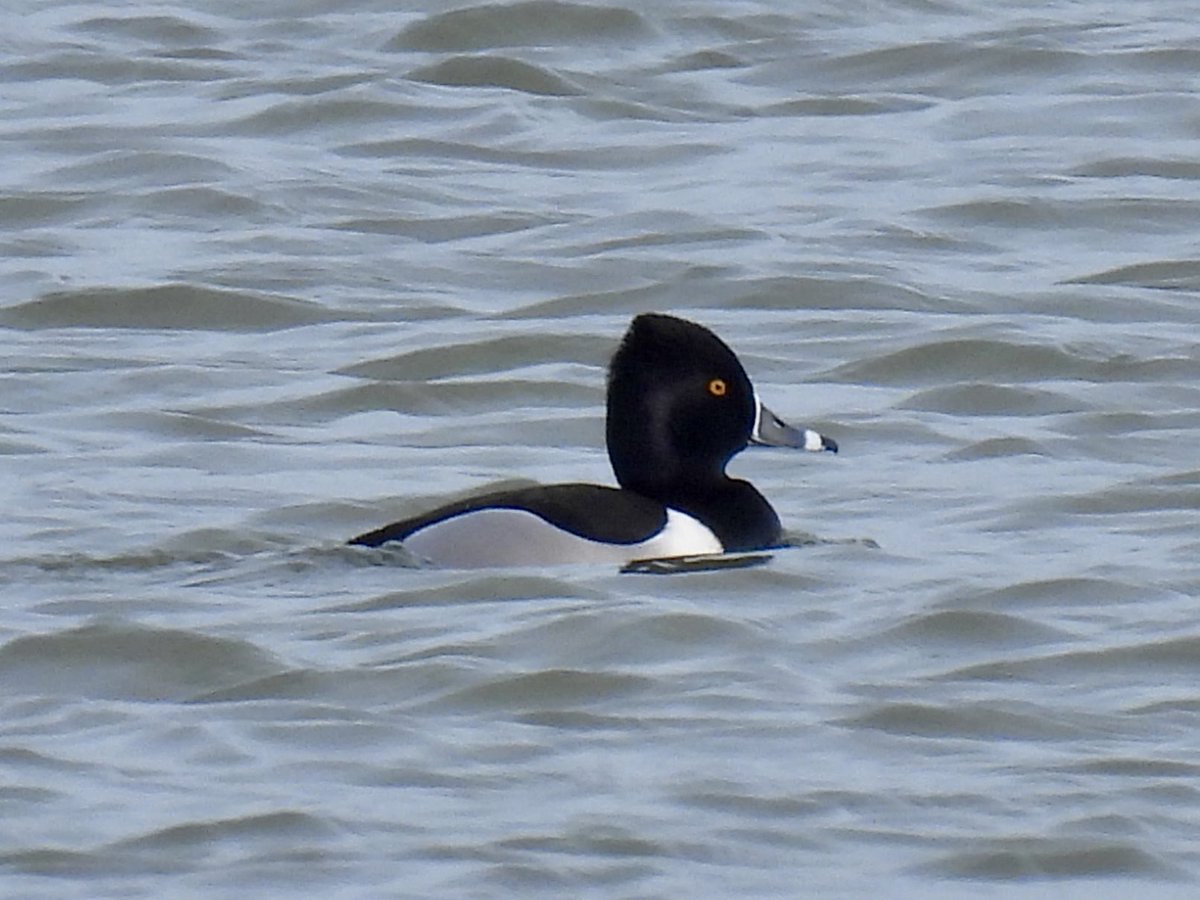 Sean Moore tweet media