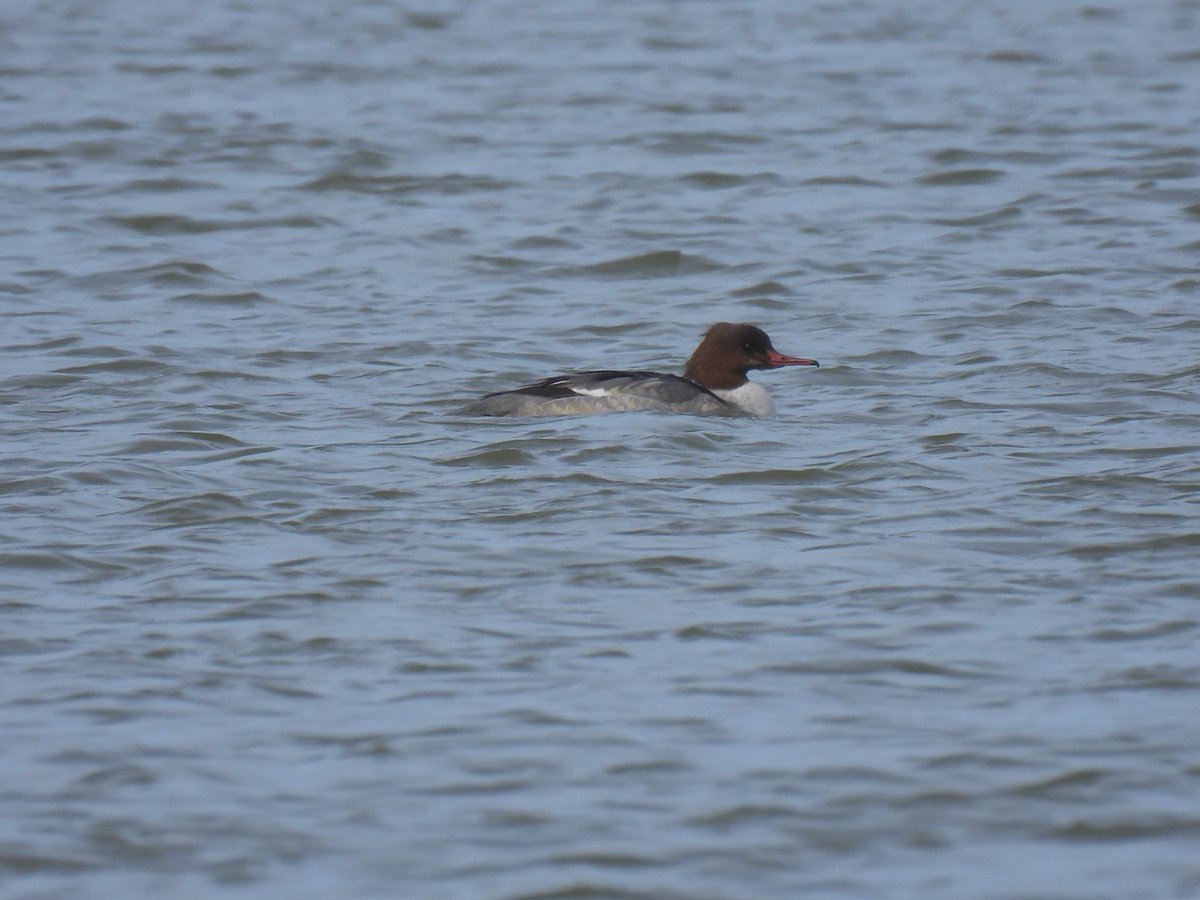 Sean Moore tweet media