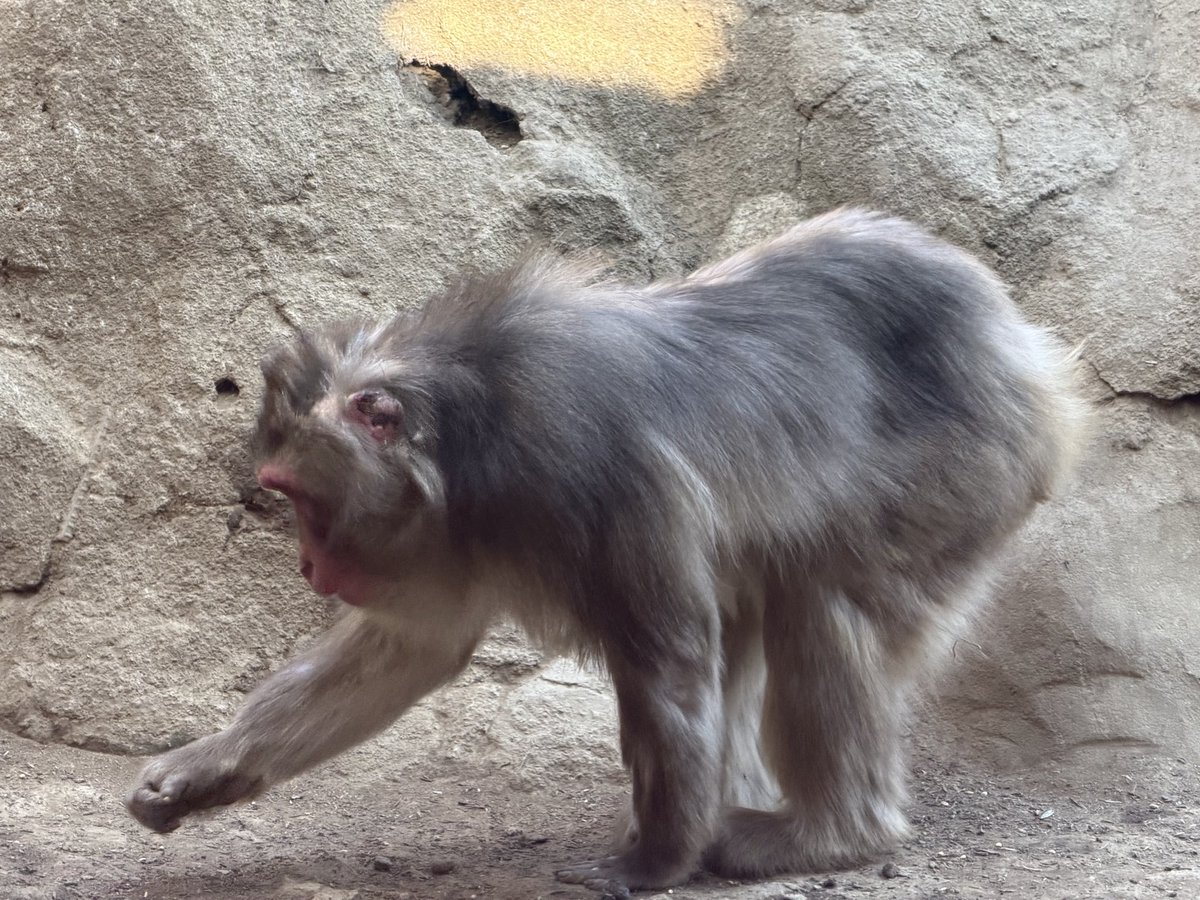 ニホンザル：上下2視点で観察できる 上からは餌やりもできるよ