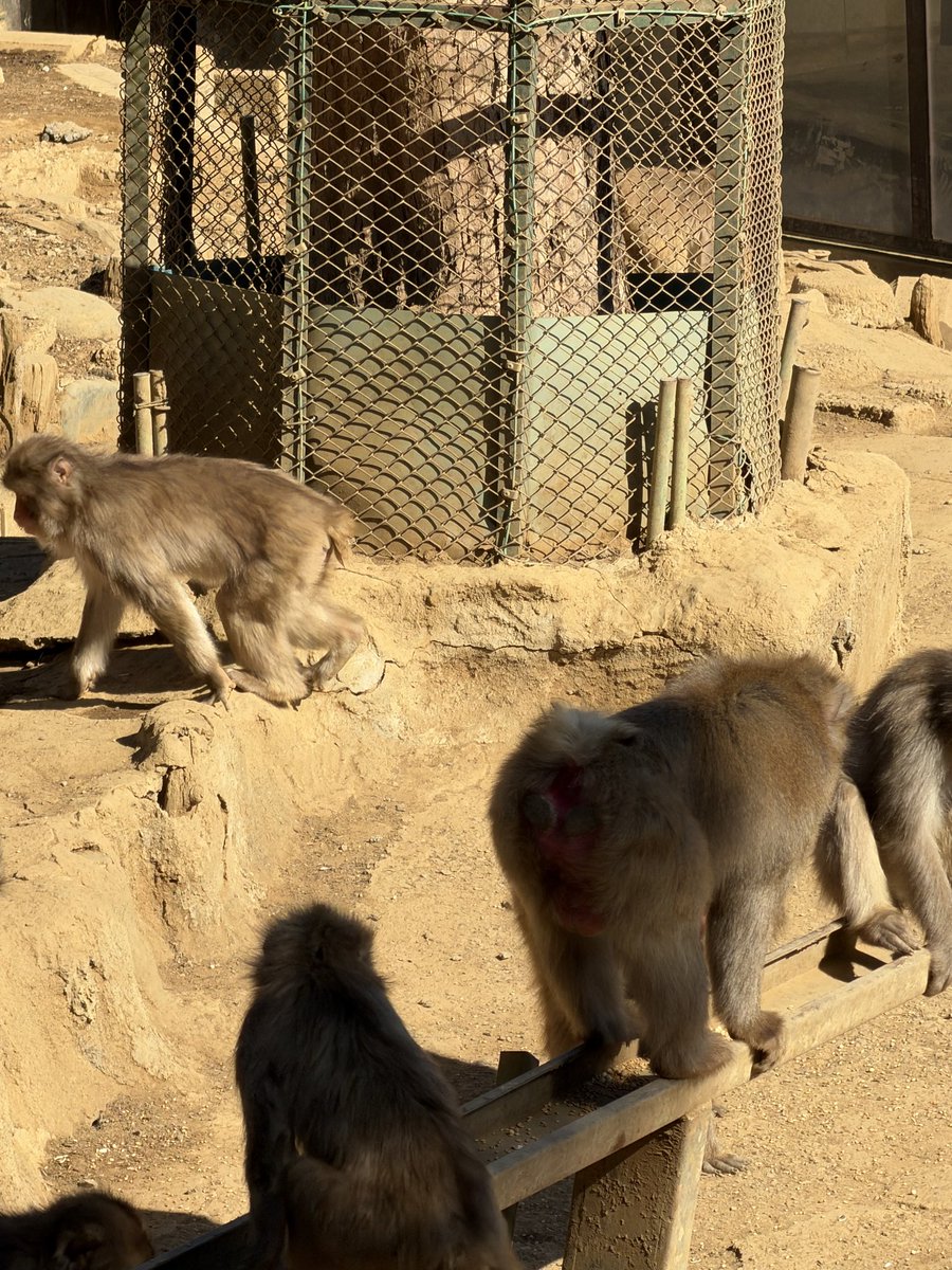 ニホンザル：上下2視点で観察できる 上からは餌やりもできるよ