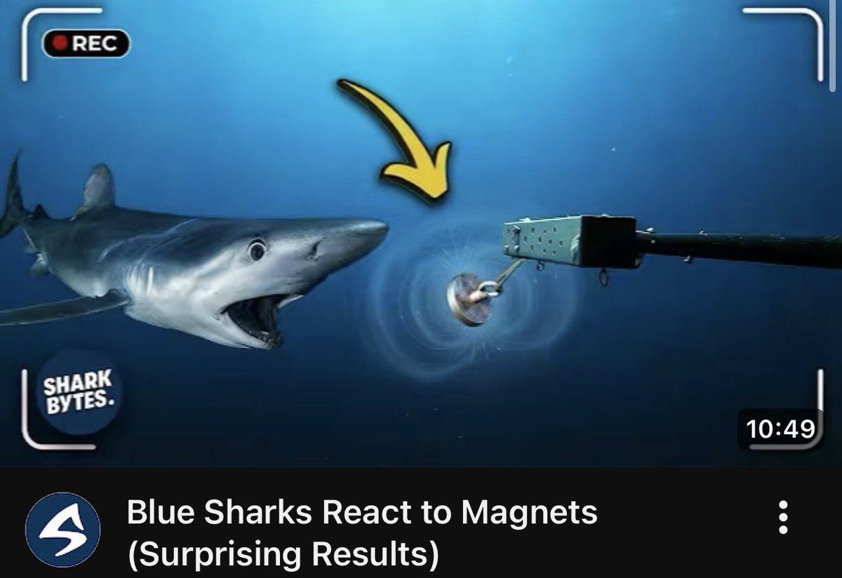 Shark Bytes tweet media