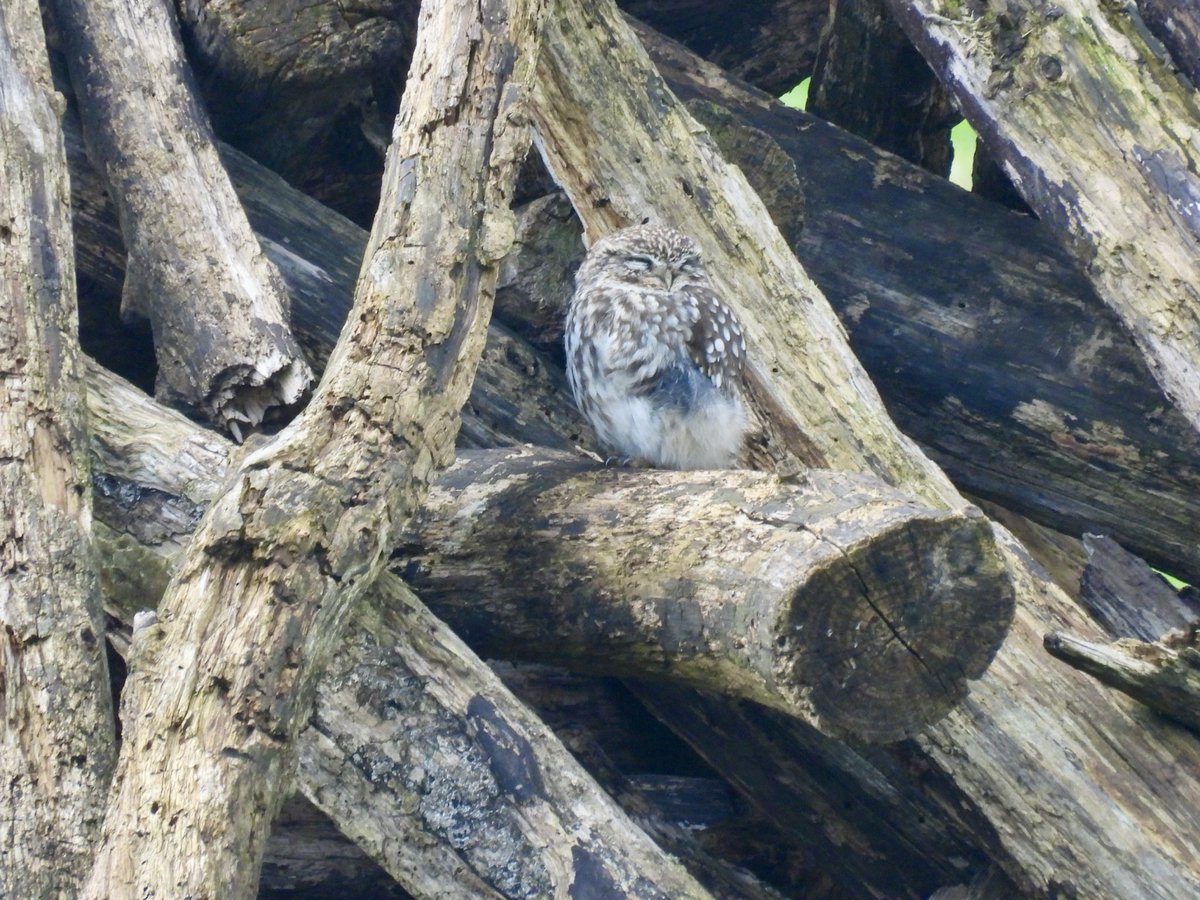 Sean Moore tweet media