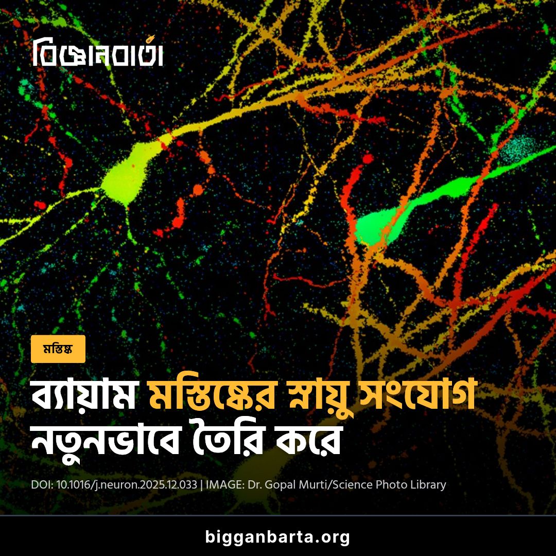 bigganbarta's tweet image. নিয়মিত ব্যায়াম মস্তিষ্কের নির্দিষ্ট নিউরনের সংযোগ শক্তিশালী করে শরীরের সহনশীলতা বাড়ায়। এতে নিউরন দ্রুত সক্রিয় হয় এবং শরীর দীর্ঘ সময় কাজ করতে শেখে। ব্যায়াম আপনার পেশির পাশাপাশি পুরো মস্তিষ্ককেও নতুনভাবে গড়ে তোলে।

bigganbarta.org/brain/exercise…