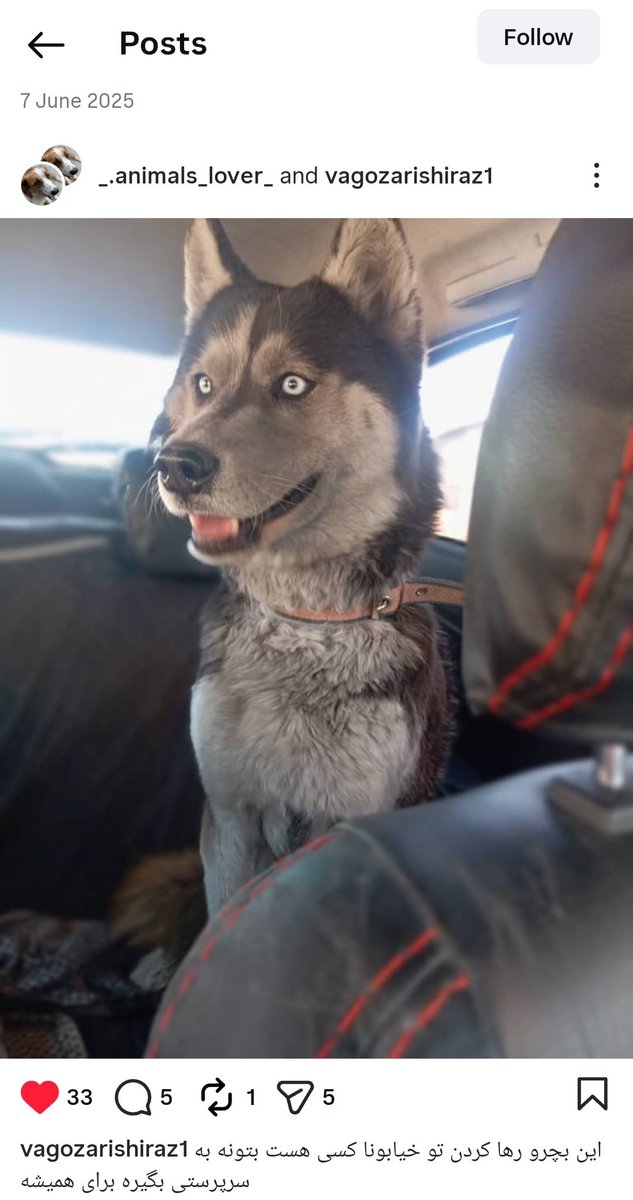 دوستان #شیرازی این #هاسکی زیبای چشم آبی نر هستش و #رها شده لطفا اگه امکان نگهداریش رو دارین این زیبا رو ببرین خونتون🥺🙏🏻🙏🏻🙏🏻🙏🏻
#هاسکی
#رها_شده
#ریتوئیت_لطفا