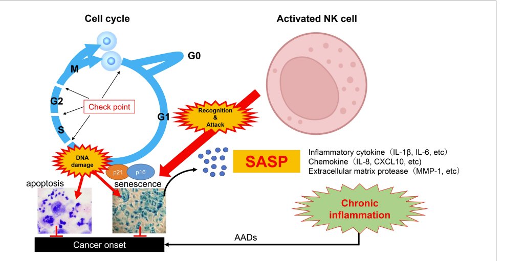 exosome's tweet photo. #SenoVax by @immortabio activates T cells but also NK cells to kill #senescent cells.
https://t.co/JOtIuvIT7Q https://t.co/JXaF1NeQxt