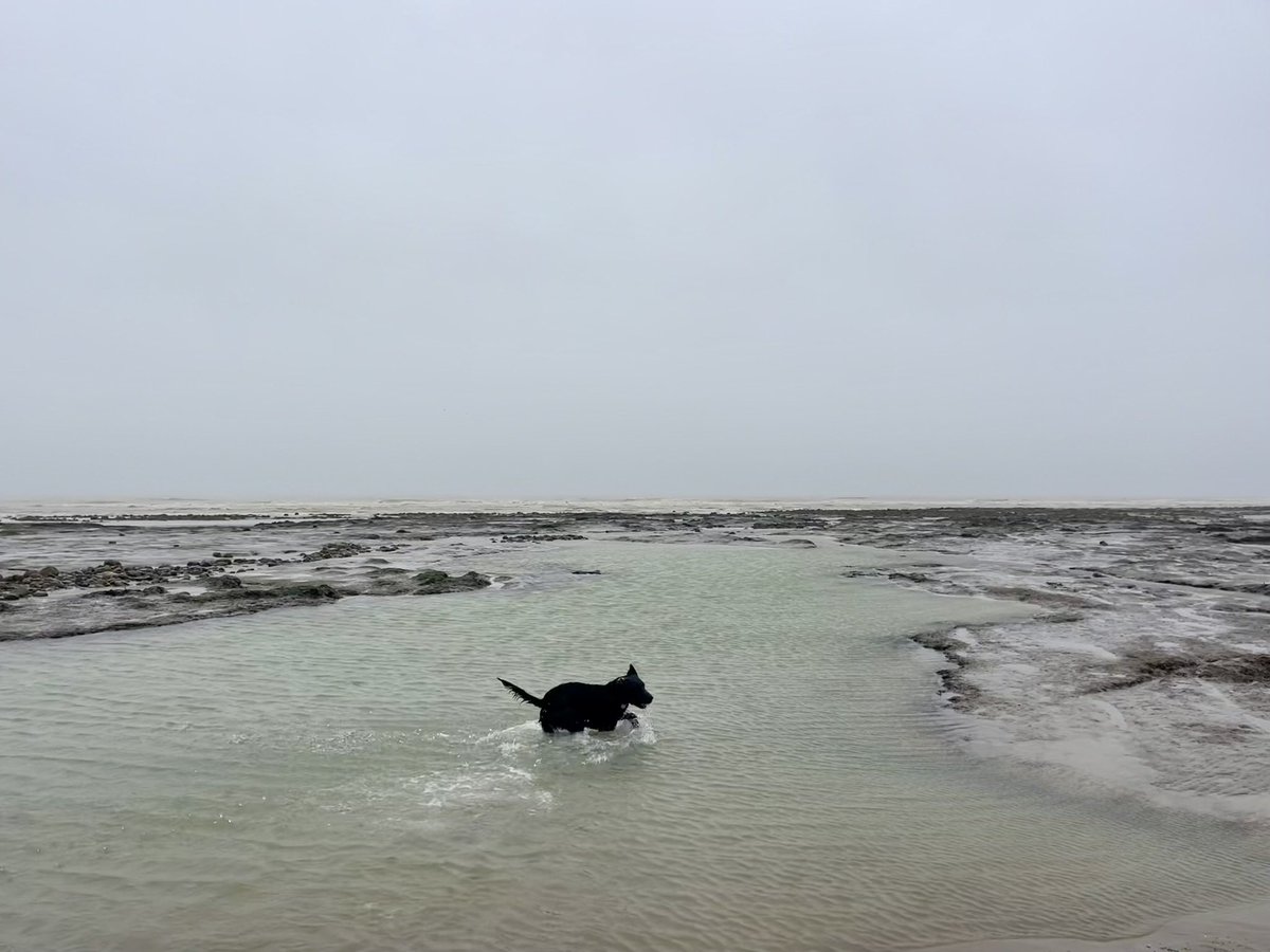 AngelikaHTCG's tweet image. Just a little too breezy and a big swell 🌊 … no swimming 😕but no such problems for the hound at low tide 🥰🐾 #PettLevel #beachlife #SundayFunday ♥️