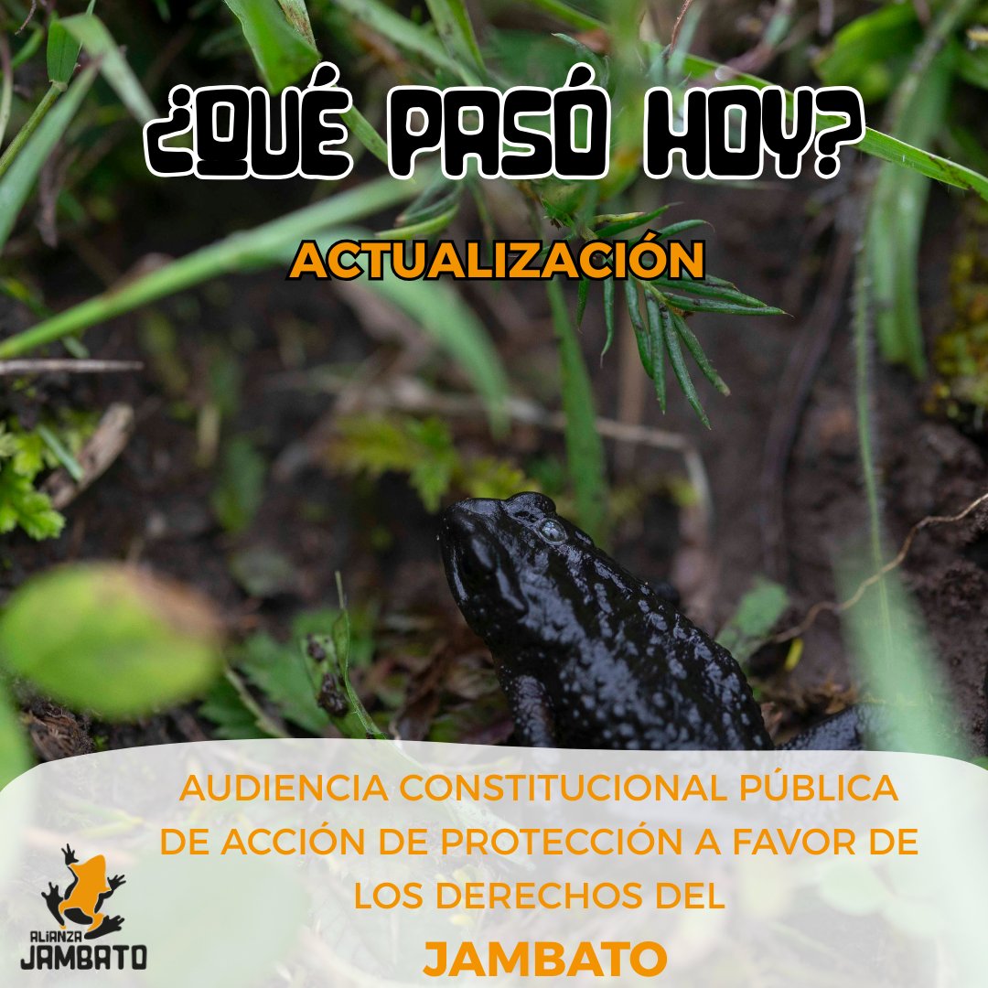 🚨 Actualización sobre la audiencia por los derechos del Jambato:
La sesión del 20 de febrero fue suspendida.
El proceso se reanudará el lunes 23 de febrero a las 11:00.
#SalvemosAlJambato #CarreteraResponsable #DesarrolloSinExtinción
