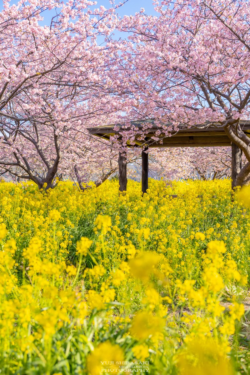 Yuji_48's tweet photo. 春を迎えた南房総の河津桜と菜の花の宴 https://t.co/KDvbYUCLiF