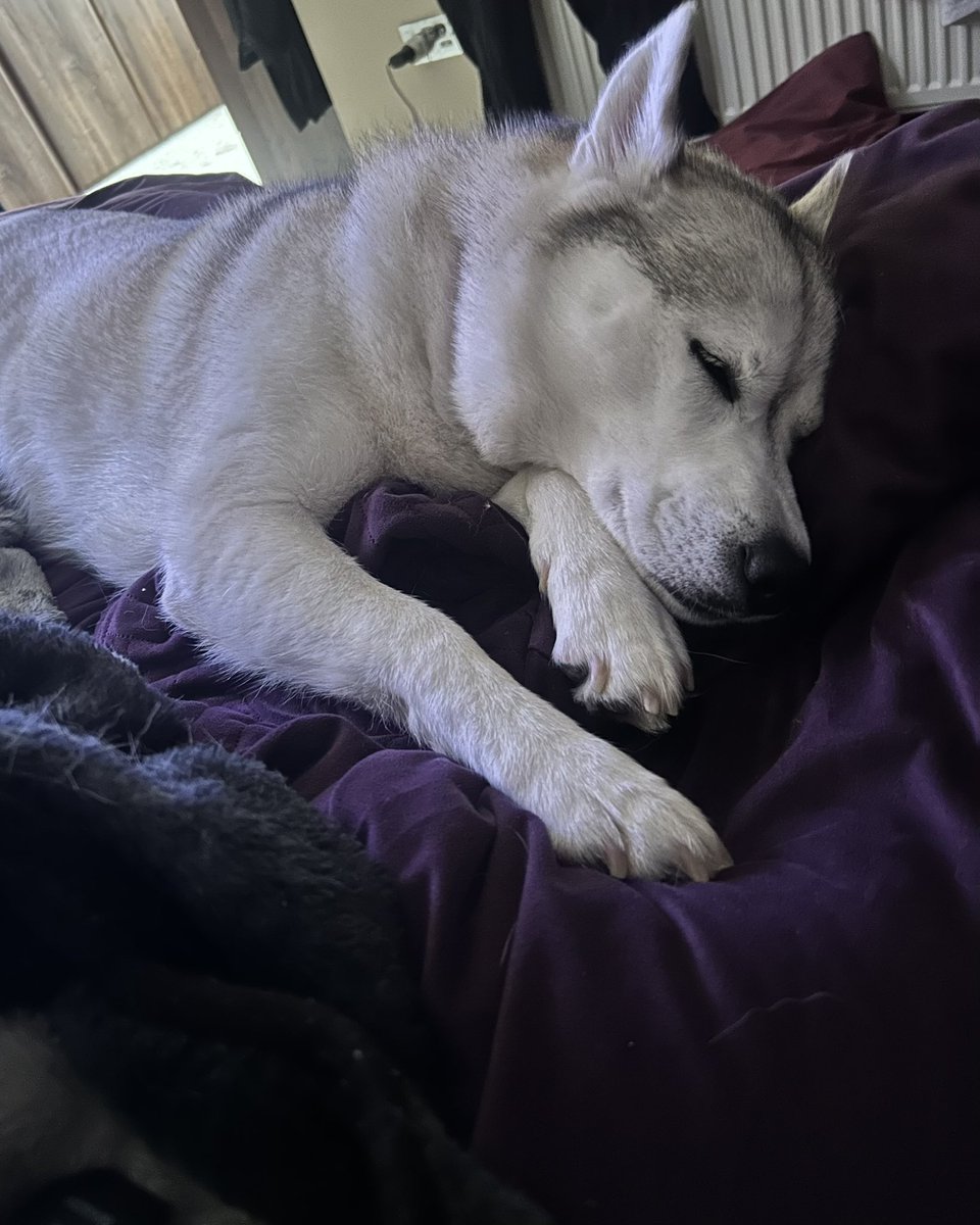 Meika the Mischievous Husky 🐶💜 tweet media