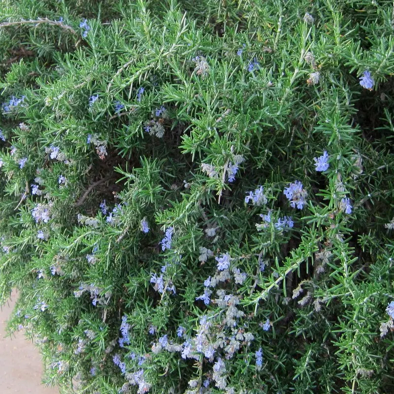 Atenea_Dee's tweet photo. @neusparce En primer pla si no en falla la vista hi ha plantat romaní rastrer, planta autòctona mediterrània apte per a zones seques, creixement ràpid i bona olor. Et queixes per vici. https://t.co/6ogtrbUx4A