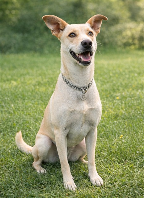 #A5692415
Female, brown and white German Shepherd Dog
1 year old.
PetHarbor.com/pet.asp?uaid=L…