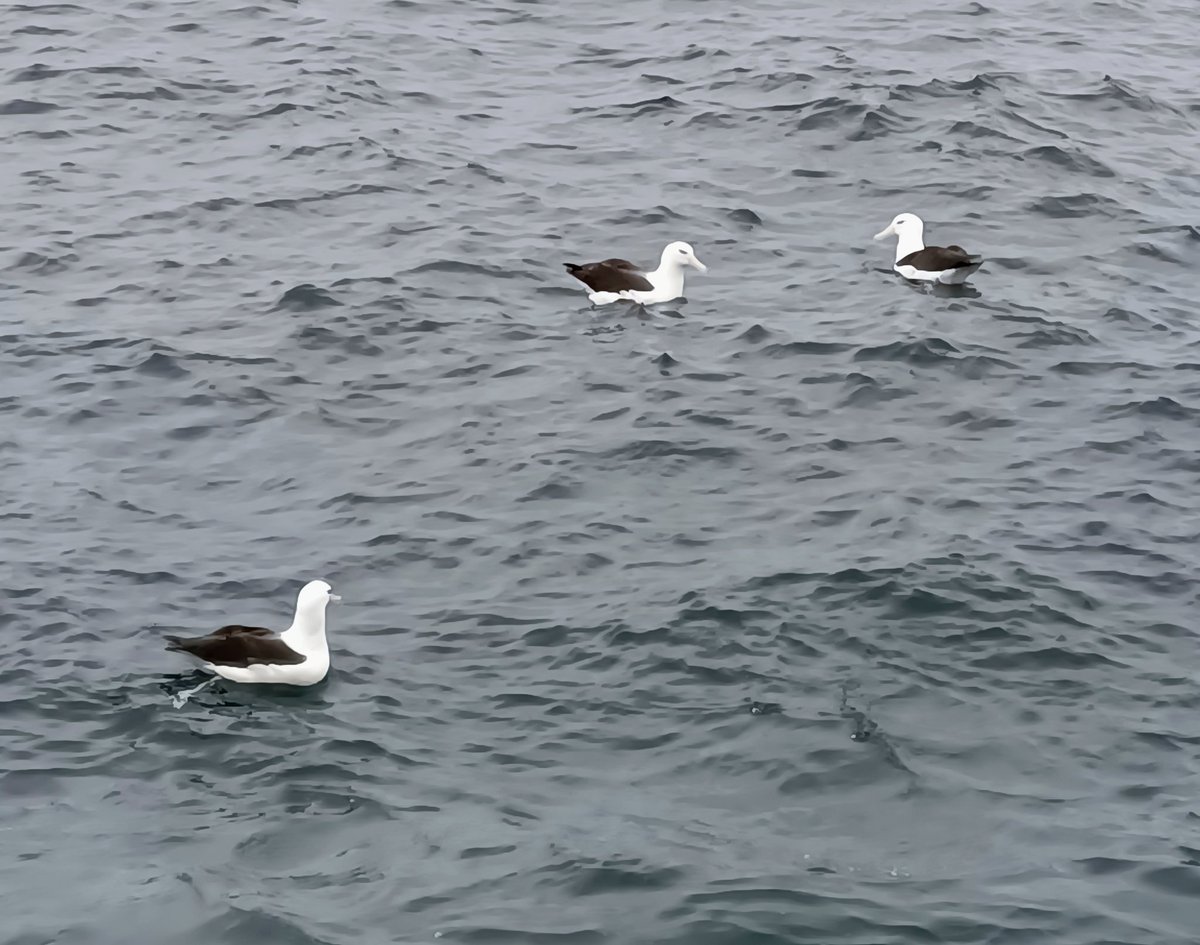 Falklands FishOps tweet media