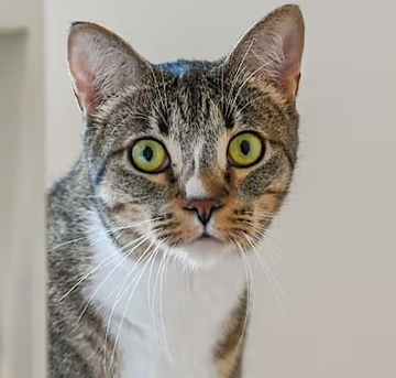 sachikoko's tweet photo. 🙏🏾PLEASE SHARE
💖Sweet 6YO Brown #Tabby &amp; White Kitty GRETCHEN💖
📢Needs A Loving🏡#FureverHome🏡
▶https://t.co/5Rc5Jcdr33
📹https://t.co/V8GXpolrJu
🙏🏽#Adopt #AdoptDontShop #AdoptMe
#Acampo, #CA #Lodi #SanJoaquinCounty
✅Cats @AdoptRescueCats #Cats https://t.co/slLxLlt4M1