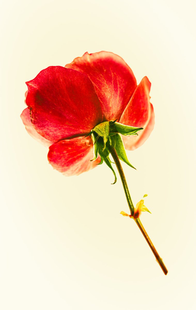 PaPaPhoto (@papa881photo) / Posts / X