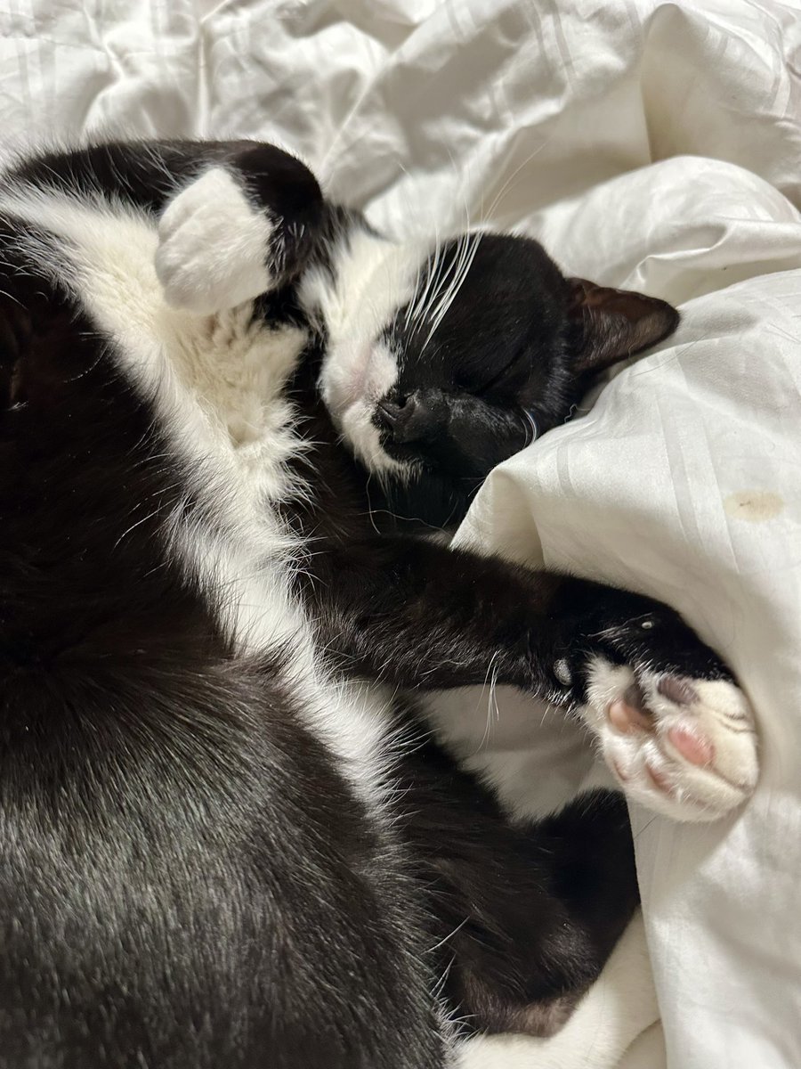 MATimoshchuk's tweet photo. Coziest cat~ #Caturday https://t.co/dCe8uGyKzB