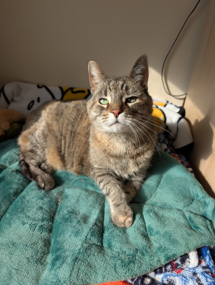 i was found (for free) wandering around the side of a fast county road as a scraggly, hungry kitten in 2009. now im almost 17 and thriving ❤️