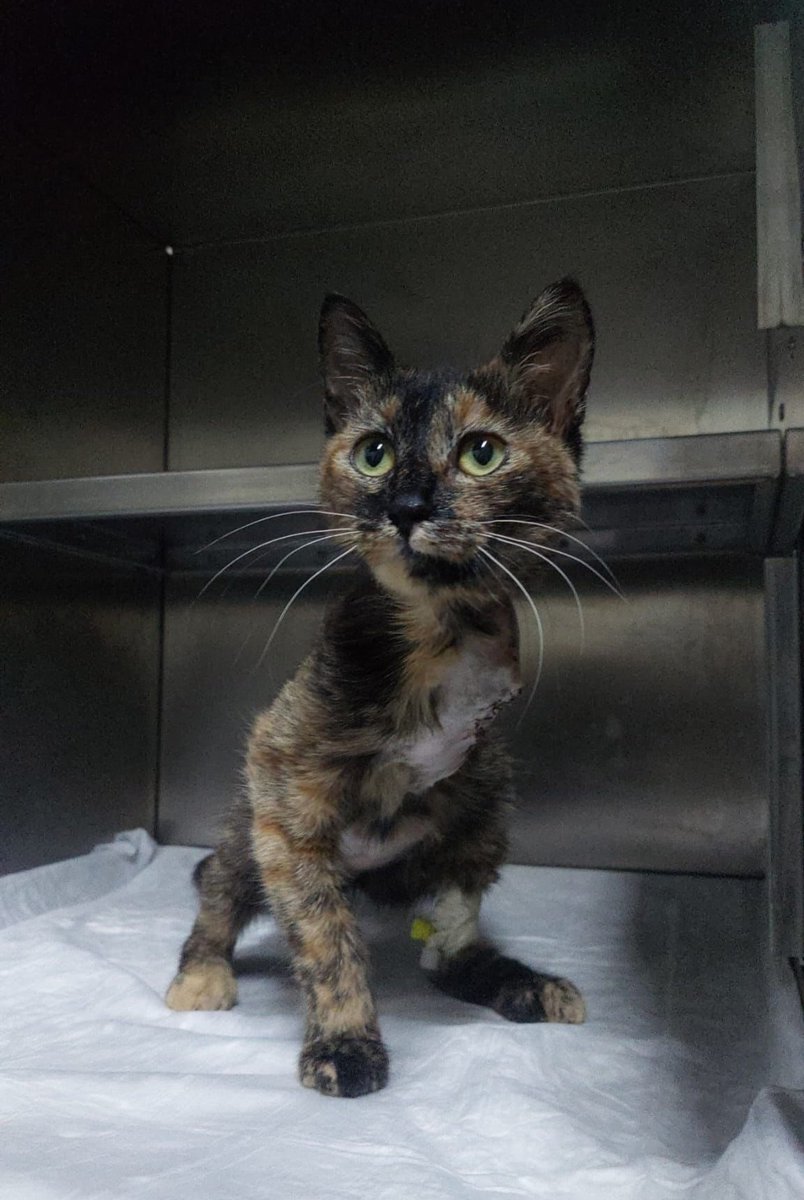 3 patili minnak. 🥹 İstanbul koş kap onu. Engelli canlarımıza öncelik. 🙏🏼