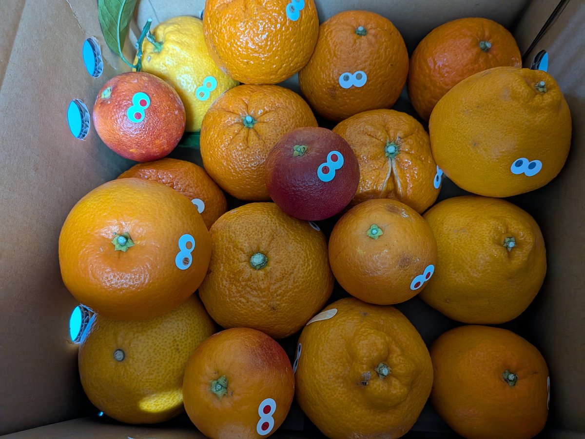 アイアムカンキツ👀種類が増えてよりカラフルに🌈 これから、せとか