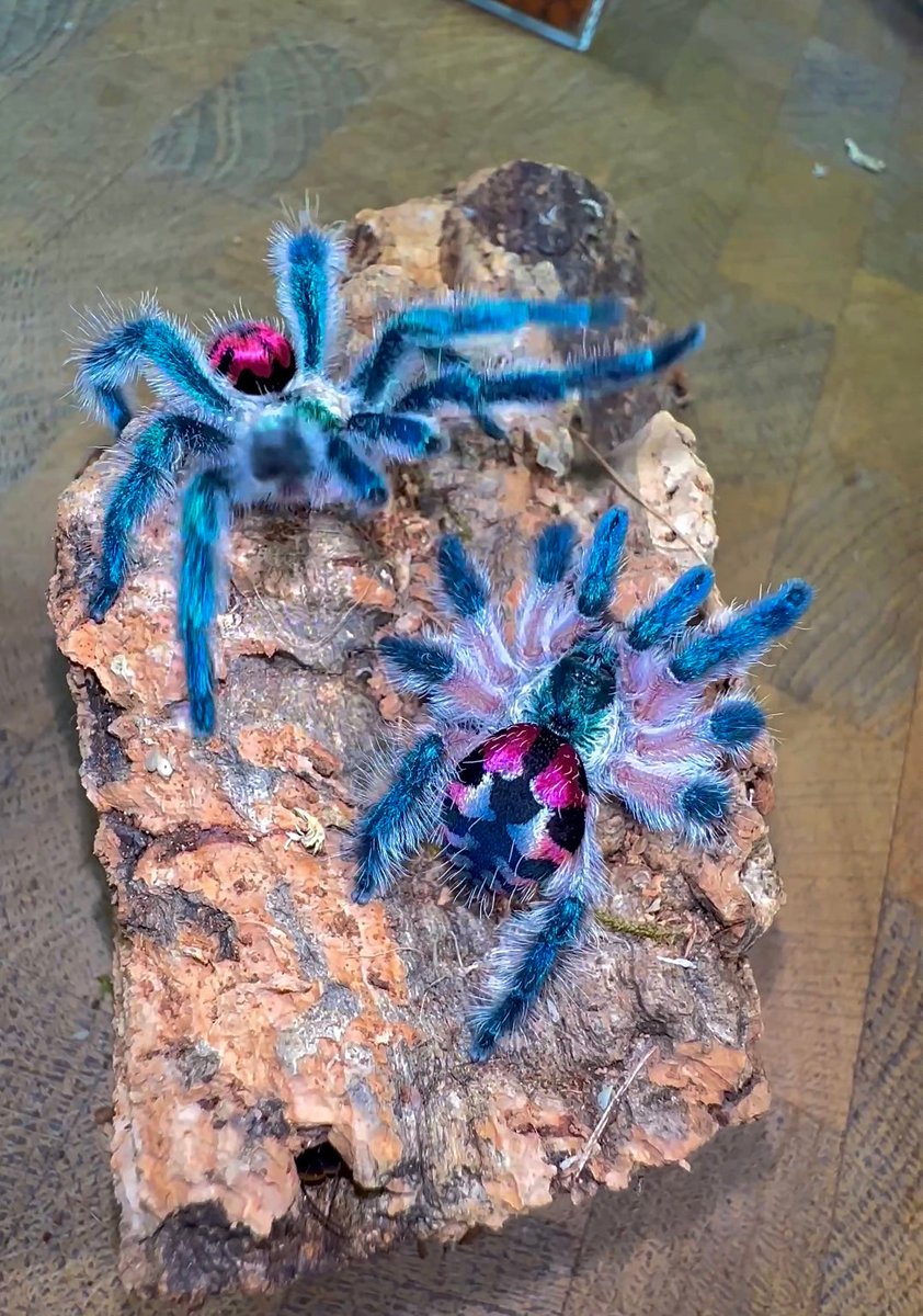 PorrecaMori's tweet photo. Curiosidade aleatória do dia: essa é a Tarântula-Jóia-Brasileira. É considerada a espécie mais bonita de tarântula. Ela só existe na Mata Atlântica da Bahia e de Sergipe e mora na copa das árvores.

Eu tô fascinado na beleza desse bicho https://t.co/wt2qsMyXyV