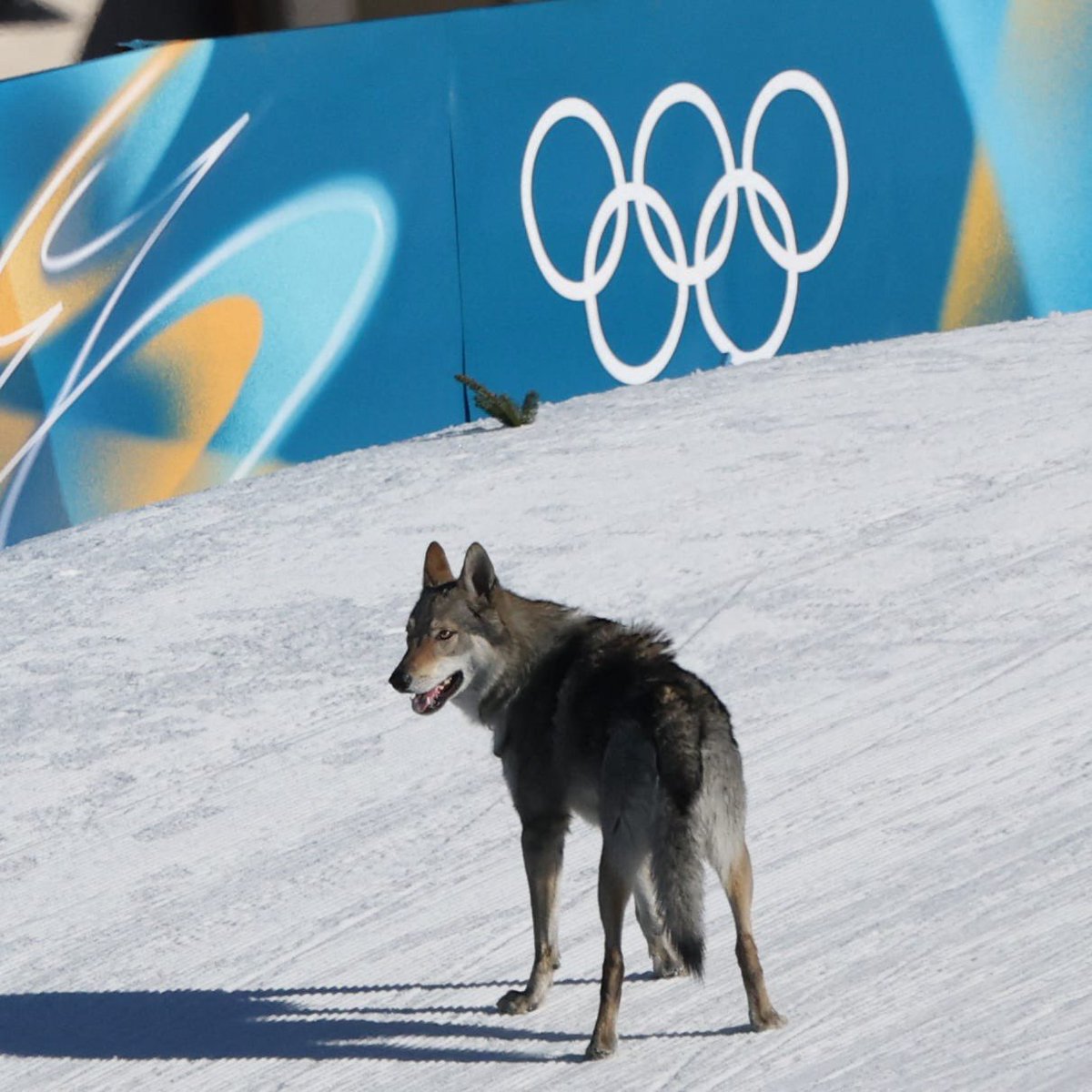 I still say wolf dog is the number one highlight of the #2026WinterOlympics